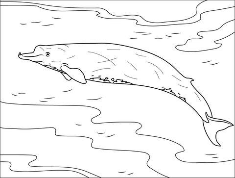 Bairds Beaked Whale Coloring Page